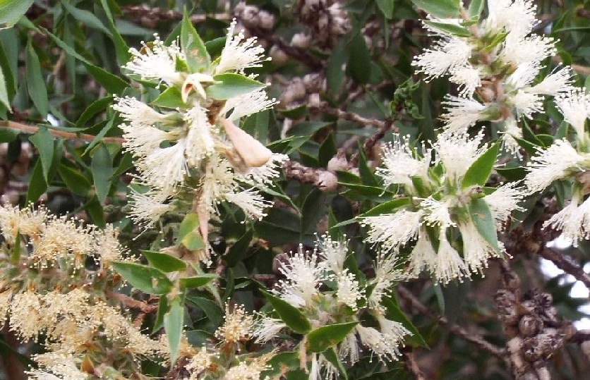 Fiori australiani 2